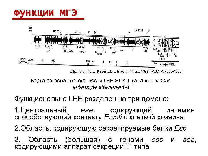 Функции МГЭ Elliott S. J. , Yu J. , Kaper J. B. // Infect.