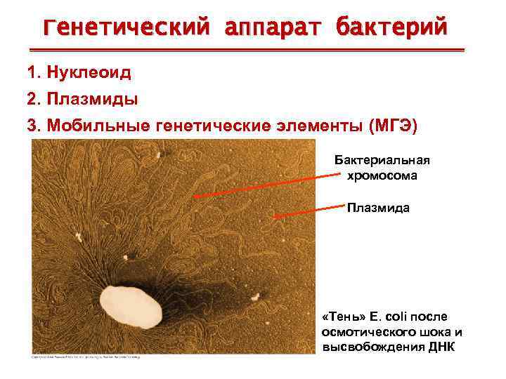 Генетический аппарат бактерий 1. Нуклеоид 2. Плазмиды 3. Мобильные генетические элементы (МГЭ) Бактериальная хромосома