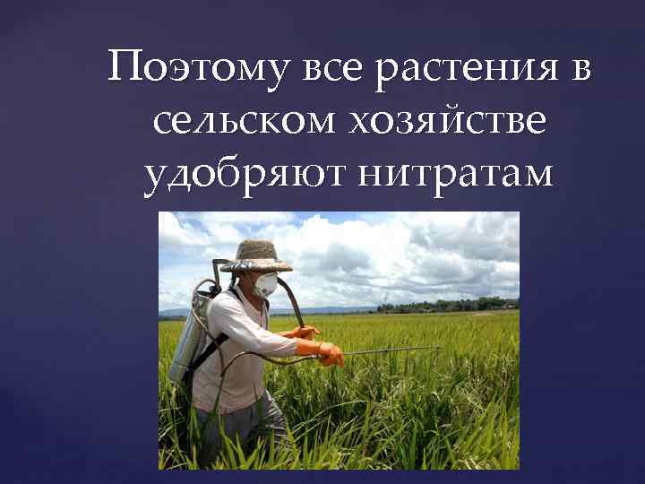 Поэтому все растения в сельском хозяйстве удобряют нитратам 
