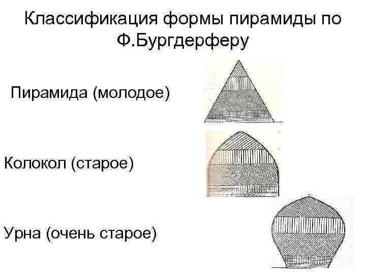 Классификация формы пирамиды по Ф. Бургдерферу Пирамида (молодое) Колокол (старое) Урна (очень старое) 