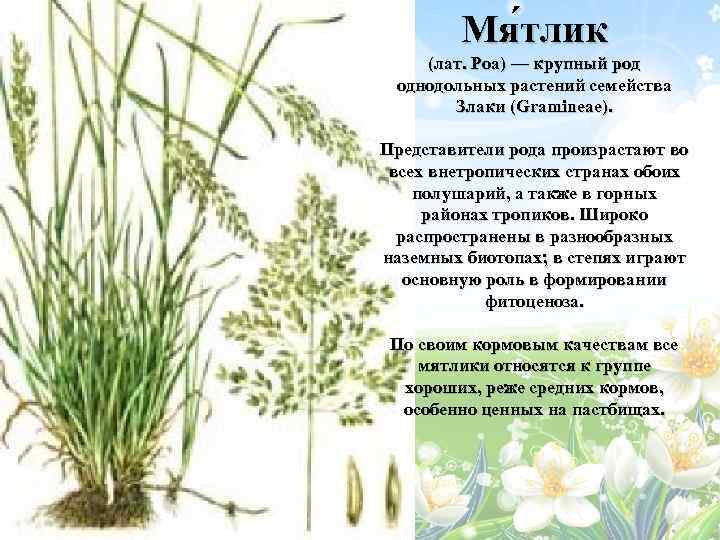 Мя тлик (лат. Poa) — крупный род однодольных растений семейства Злаки (Gramineae). Представители рода