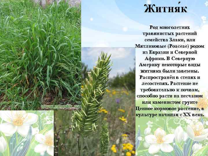 Съедобные травы россии с фото и описанием