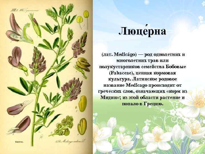 Травы однолетние фото