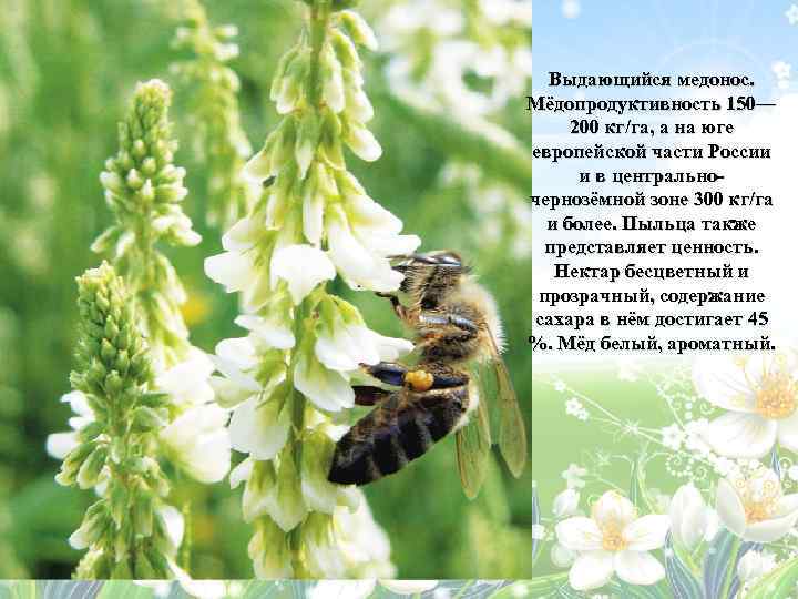 Выдающийся медонос. Мёдопродуктивность 150— 200 кг/га, а на юге европейской части России и в