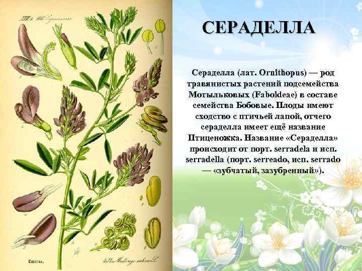 СЕРАДЕЛЛА Сераделла (лат. Ornithopus) — род травянистых растений подсемейства Мотыльковых (Faboideae) в составе семейства