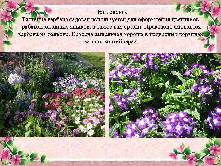 Применение Растение вербена садовая используется для оформления цветников, рабаток, оконных ящиков, а также для