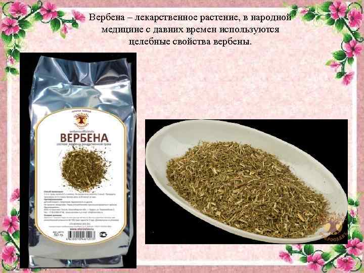 Вербена – лекарственное растение, в народной медицине с давних времен используются целебные свойства вербены.