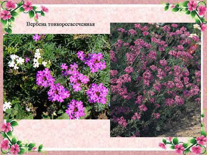 Вербена тонкорссасеченная 