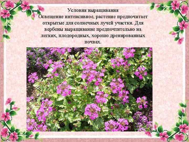 Условия выращивания Освещение интенсивное, растение предпочитает открытые для солнечных лучей участки. Для вербены выращивание