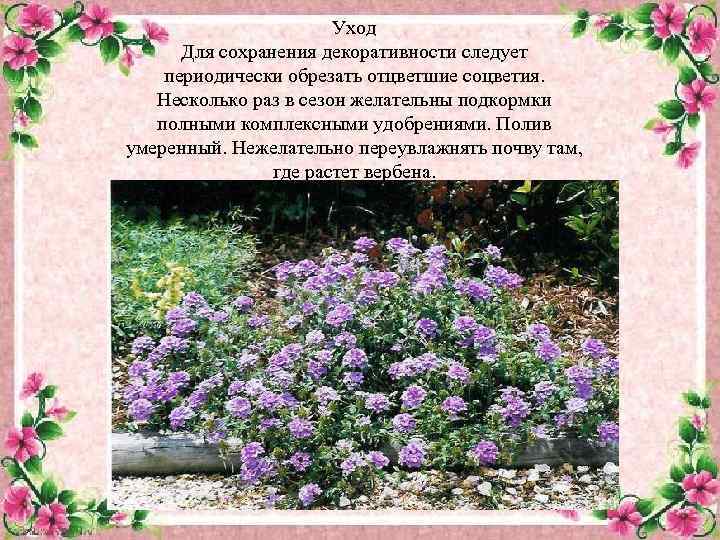 Уход Для сохранения декоративности следует периодически обрезать отцветшие соцветия. Несколько раз в сезон желательны