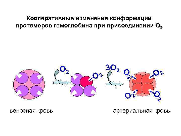 Схема связывания газов гемоглобином карбокси и метгемоглобин