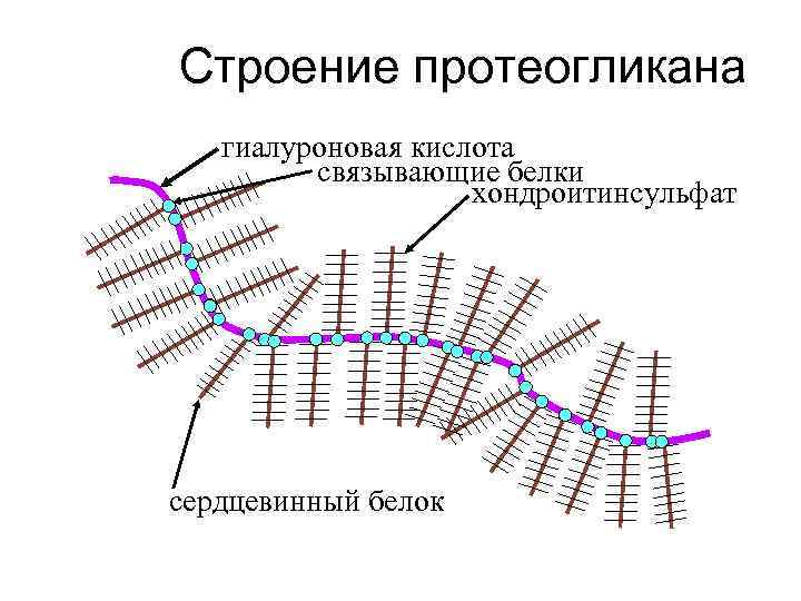 Схема синтеза протеогликанов