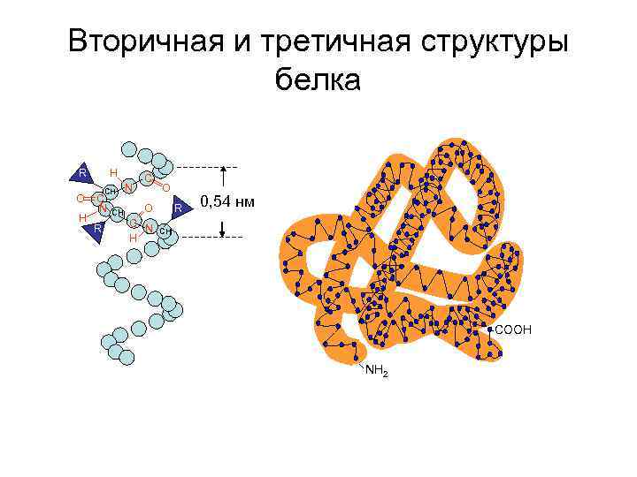 Структура белков схема