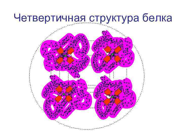 Четвертичная структура белка рисунок