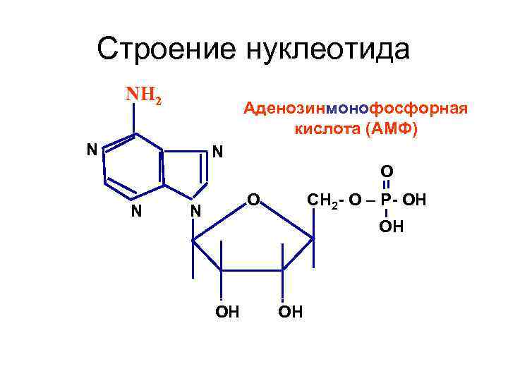 Нуклеотид схема строения