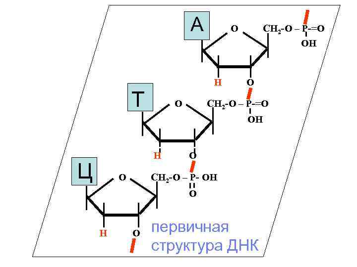 Схема первичной структуры днк