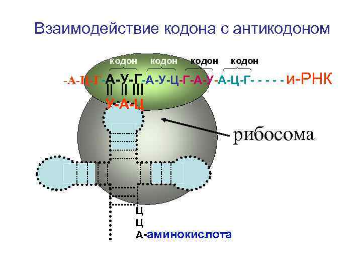 Рибосомы представляют собой