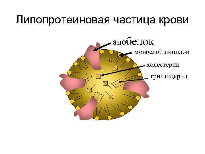 Липопротеиды плазмы. Схема строения липопротеина плазмы крови. Схема строения липопротеинов плазмы крови. Строение липопротеинов плазмы крови. Строение частицы липопротеина.