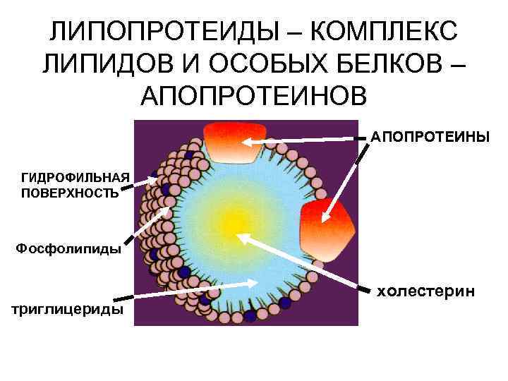 Липопротеины это. Апопротеины липопротеинов. Липопротеиды строение. Липопротеиды в организме человека. Холестерин и липопротеиды.