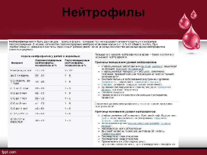 Нейтрофилы 