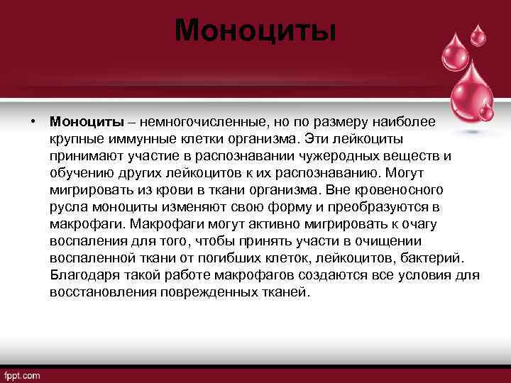 Моноциты • Моноциты – немногочисленные, но по размеру наиболее крупные иммунные клетки организма. Эти