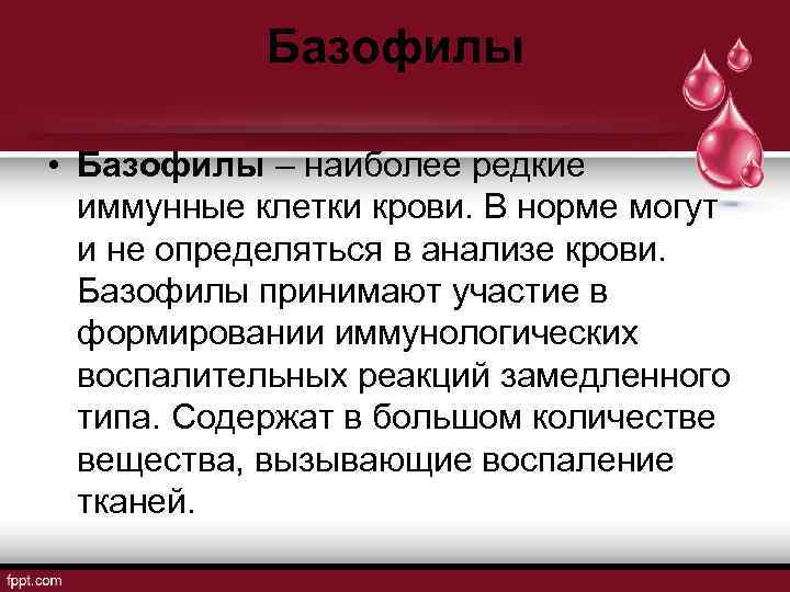 Базофилы • Базофилы – наиболее редкие иммунные клетки крови. В норме могут и не