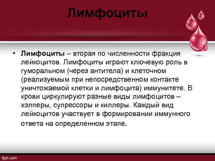 Лимфоциты • Лимфоциты – вторая по численности фракция лейкоцитов. Лимфоциты играют ключевую роль в