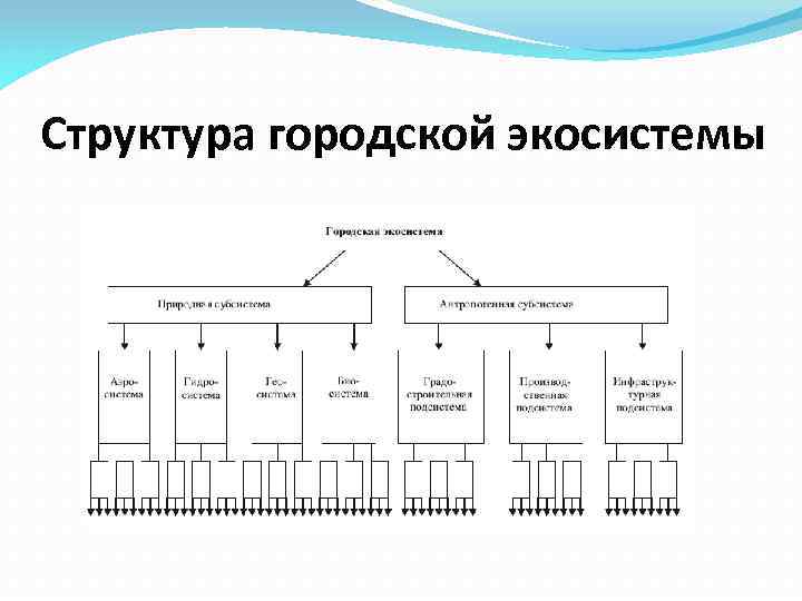 Структура городской экосистемы 