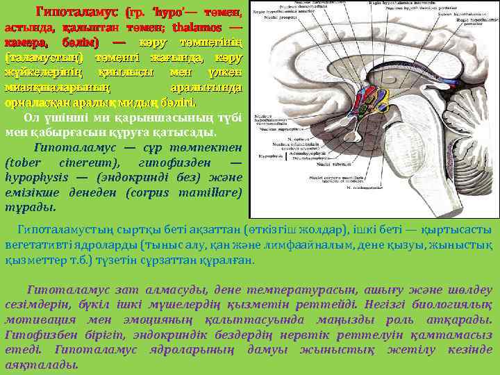 Гипоталамус (гр. ‘hypo’— төмен, астында, қалыптан төмен; thalamos — камера, бөлім) — көру төмпегінің