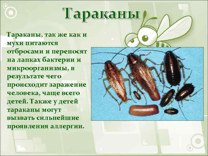 Тараканы, так же как и мухи питаются отбросами и переносят на лапках бактерии и