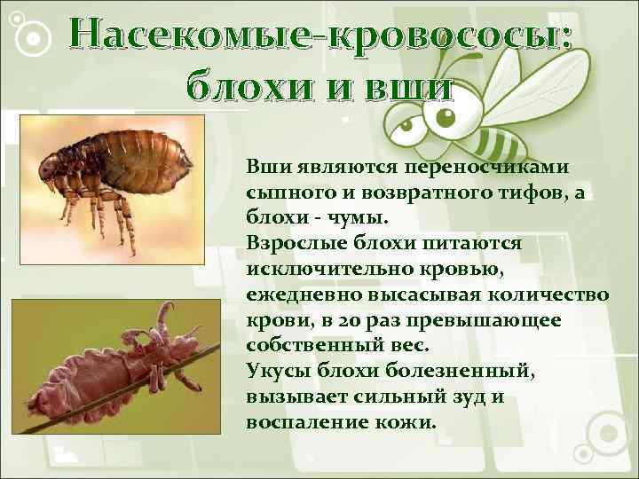 Насекомые-кровососы: блохи и вши Вши являются переносчиками сыпного и возвратного тифов, а блохи -