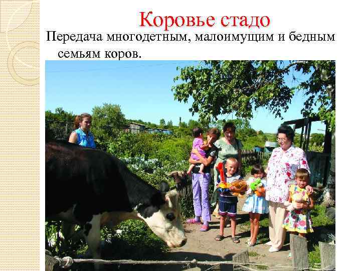 Коровье стадо Передача многодетным, малоимущим и бедным семьям коров. 