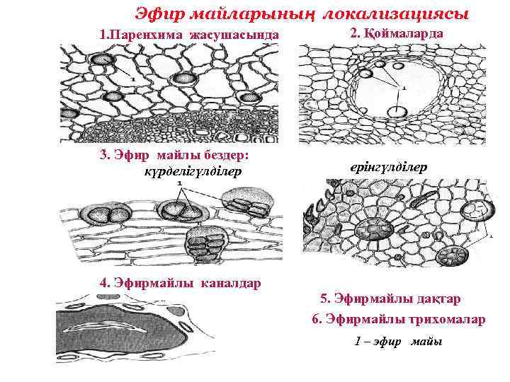 Эфир майларының локализациясы 1. Паренхима жасушасында 2. Қоймаларда 3. Эфир майлы бездер: күрделігүлділер ерінгүлділер