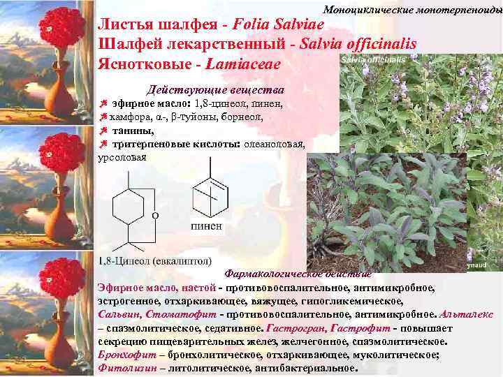 Моноциклические монотерпеноиды Листья шалфея - Folia Salviae Шалфей лекарственный - Salvia officinalis Яснотковые -