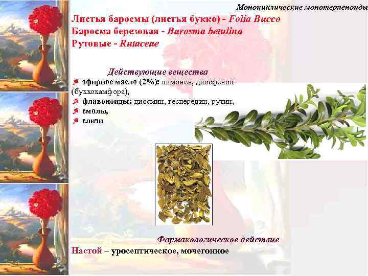 Моноциклические монотерпеноиды Листья баросмы (листья букко) - Folia Bucco Баросма березовая - Barosma betulina