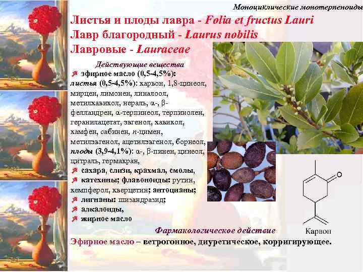 Моноциклические монотерпеноиды Листья и плоды лавра - Folia et fructus Lauri Лавр благородный -