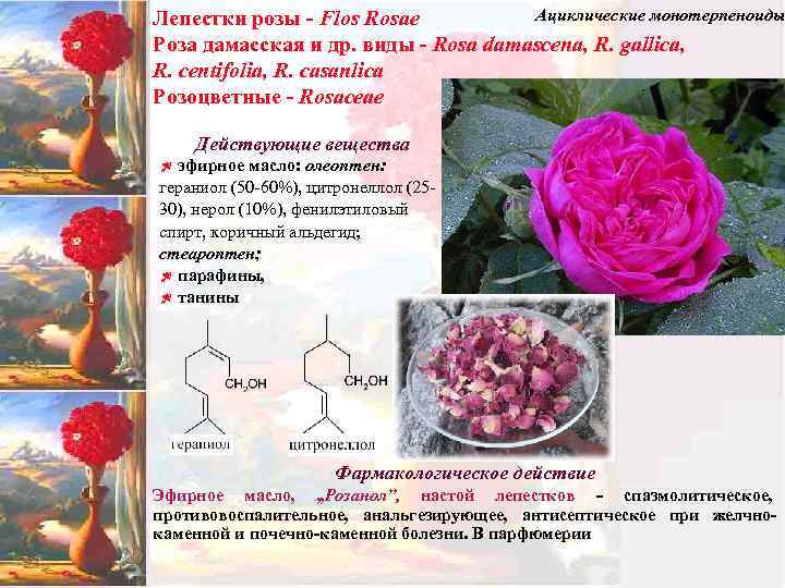 Ациклические монотерпеноиды Лепестки розы - Flos Rosae Роза дамасская и др. виды - Rosa