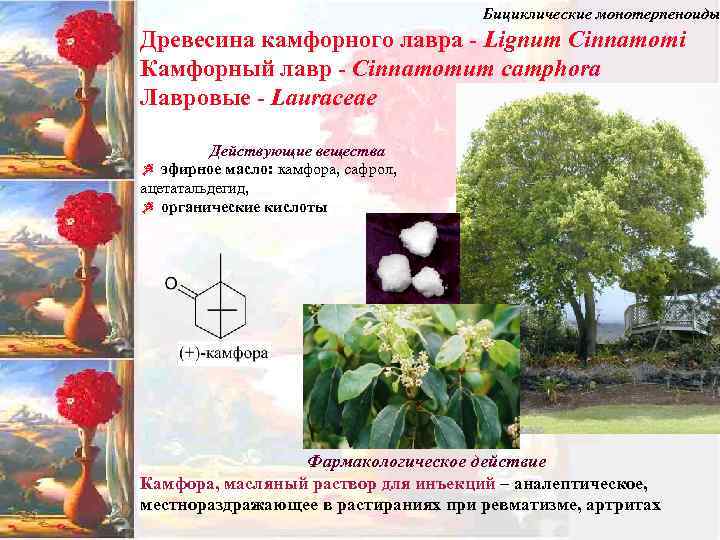 Бициклические монотерпеноиды Древесина камфорного лавра - Lignum Cinnamomi Камфорный лавр - Cinnamomum camphora Лавровые