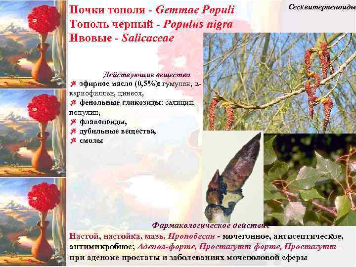 Почки тополя - Gemmae Populi Тополь черный - Populus nigra Ивовые - Salicaceae Сесквитерпеноиды