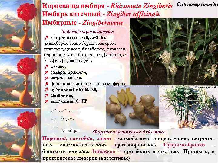 Корневища имбиря - Rhizomata Zingiberis Имбирь аптечный - Zingiber officinale Имбирные - Zingiberaceae Сесквитерпеноиды