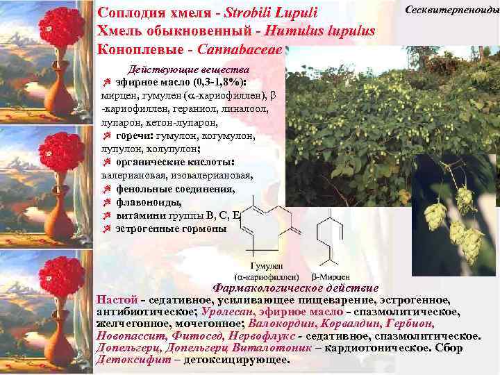 Соплодия хмеля - Strobili Lupuli Хмель обыкновенный - Humulus lupulus Коноплевые - Cannabaceae Сесквитерпеноиды