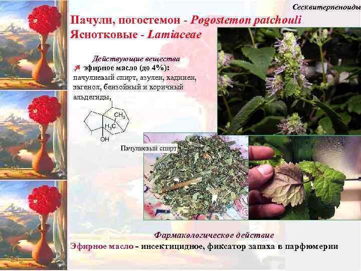 Сесквитерпеноиды Пачули, погостемон - Pogostemon patсhouli Яснотковые - Lamiaceae Действующие вещества Z эфирное масло