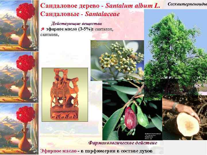 Сандаловое дерево - Santalum album L. Сандаловые - Santalaceae Действующие вещества Z эфирное масло