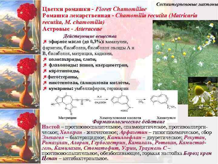 Сесквитерпеновые лактоны Цветки ромашки - Flores Chamomillae Ромашка лекарственная - Chamomilla recutita (Matricaria recutita,
