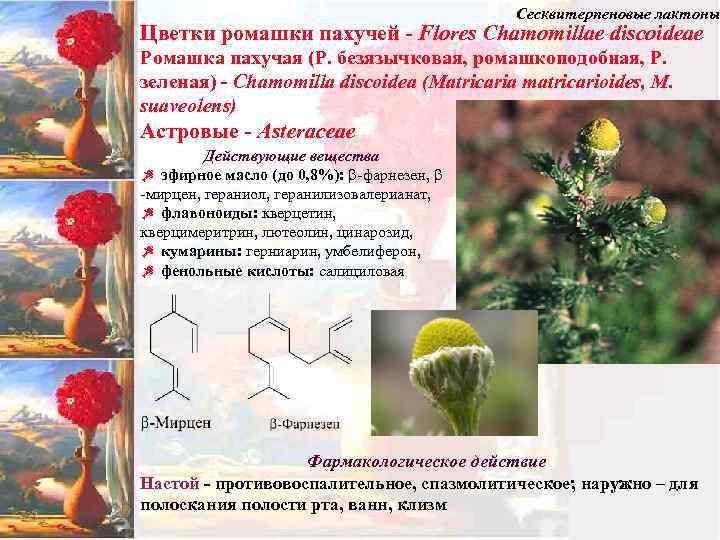Сесквитерпеновые лактоны Цветки ромашки пахучей - Flores Chamomillae discoideae Ромашка пахучая (Р. безязычковая, ромашкоподобная,