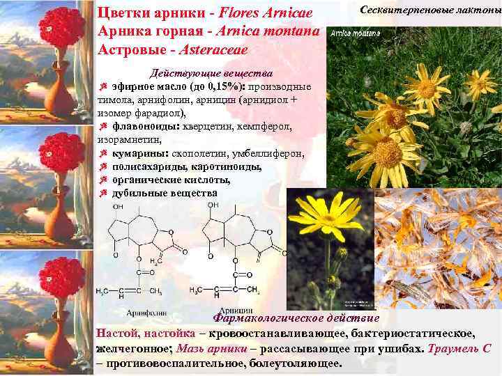 Цветки арники - Flores Arnicae Арника горная - Arnica montana Астровые - Asteraceae Сесквитерпеновые