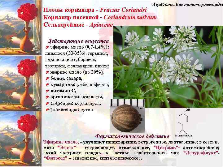 Ациклические монотерпеноиды Плоды кориандра - Fructus Coriandri Кориандр посевной - Coriandrum sativum Сельдерейные -