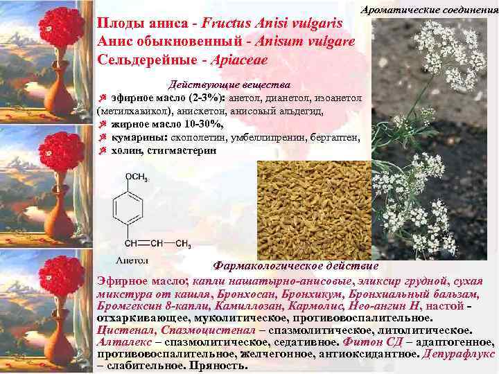Плоды аниса - Fructus Anisi vulgaris Анис обыкновенный - Anisum vulgare Сельдерейные - Apiaceae