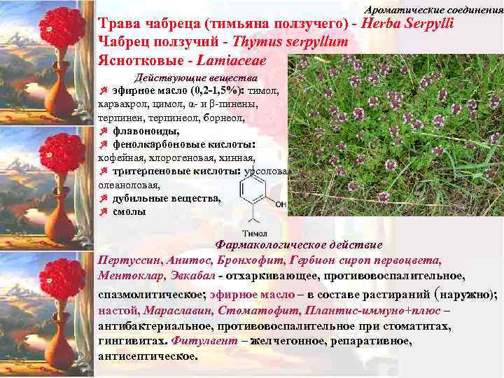 Ароматические соединения Трава чабреца (тимьяна ползучего) - Herba Serpylli Чабрец ползучий - Thymus serpyllum