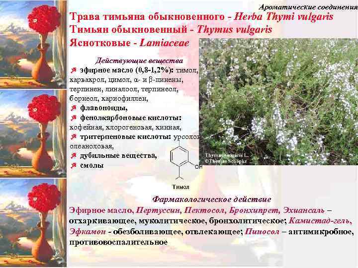 Ароматические соединения Трава тимьяна обыкновенного - Herba Thymi vulgaris Тимьян обыкновенный - Thymus vulgaris